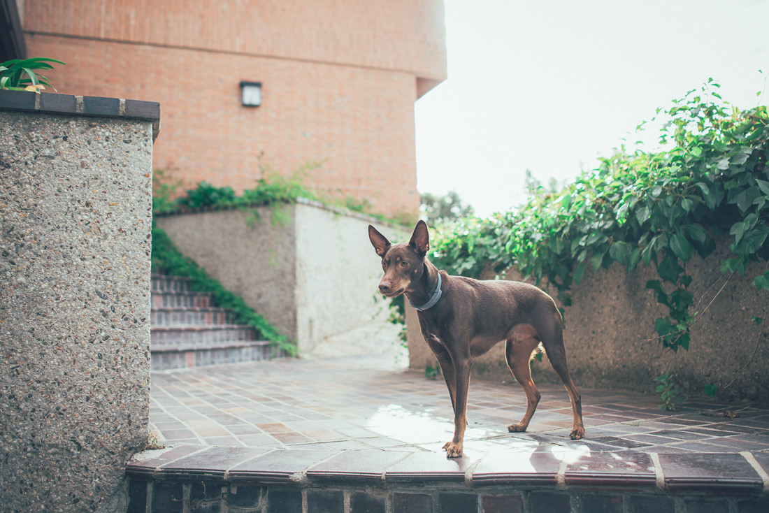 fotografo_bodas_madrid0004