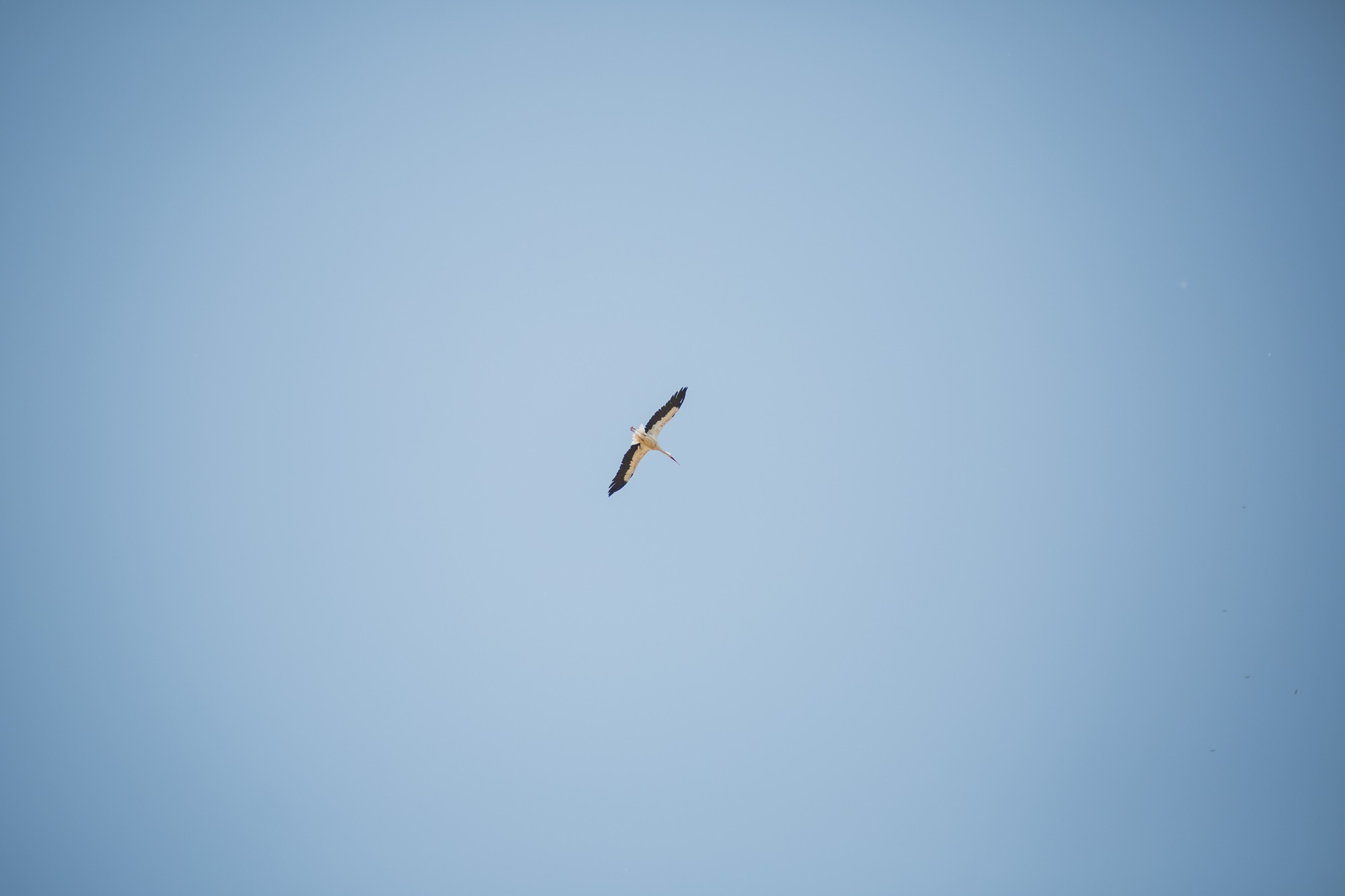 boda-claustros-ayllón-3570