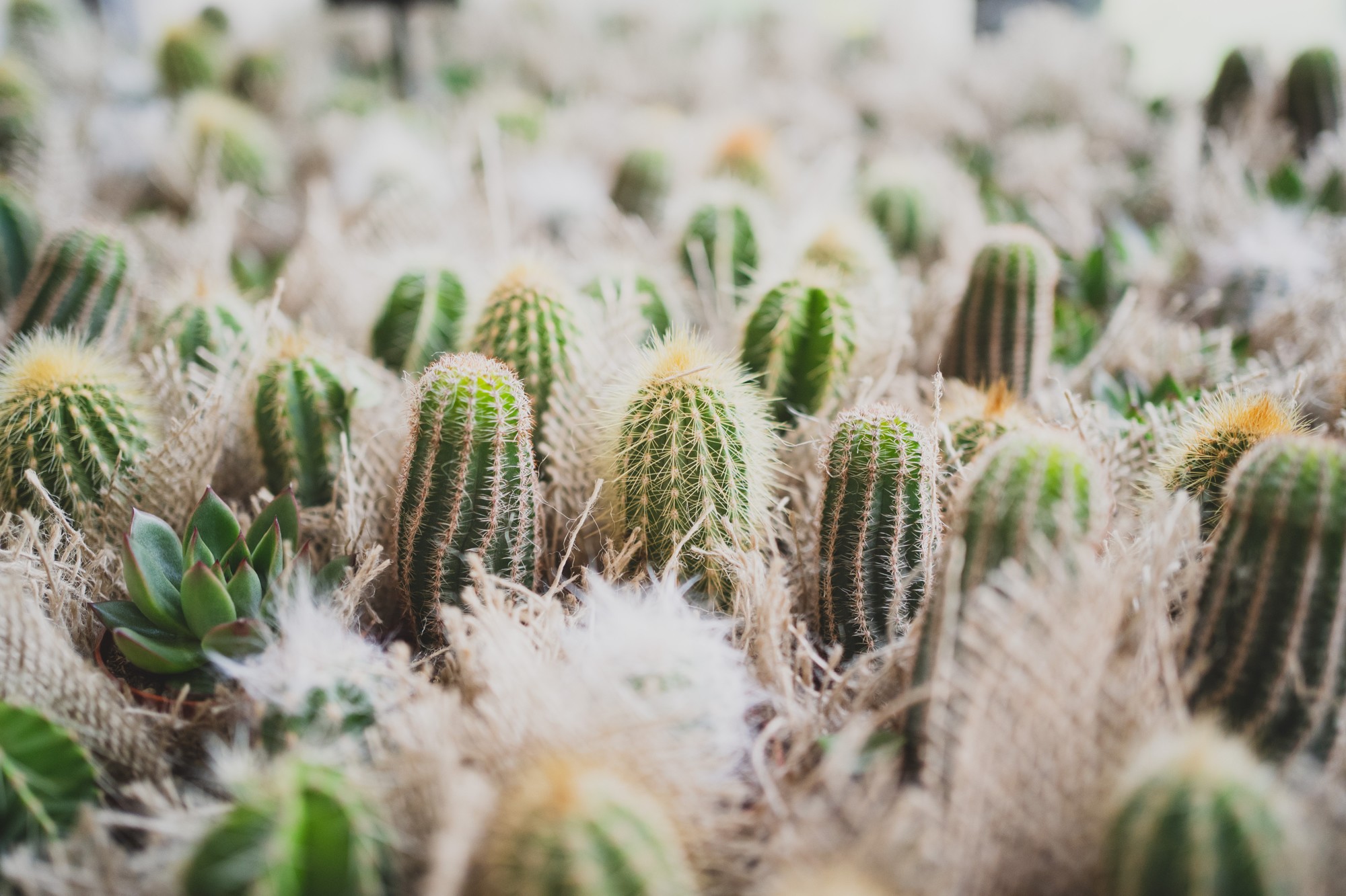 fotografos-boda-madrid-finca-villamaria-wedding-1183